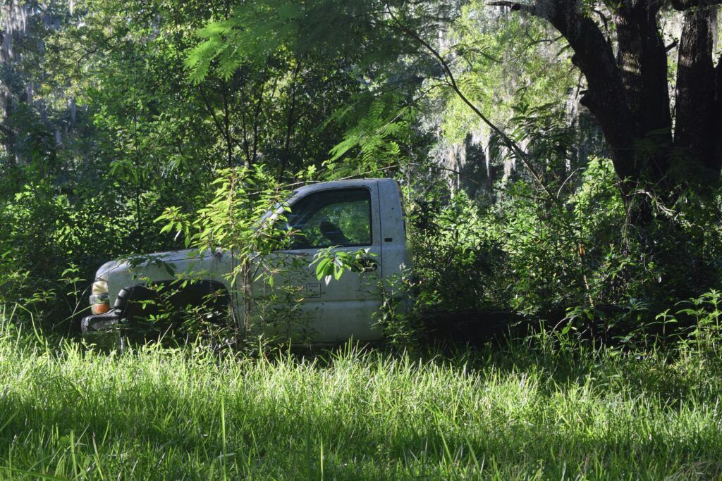 Abandoned pickup truck being reclaimed by vegetation in historic Romeo, Florida