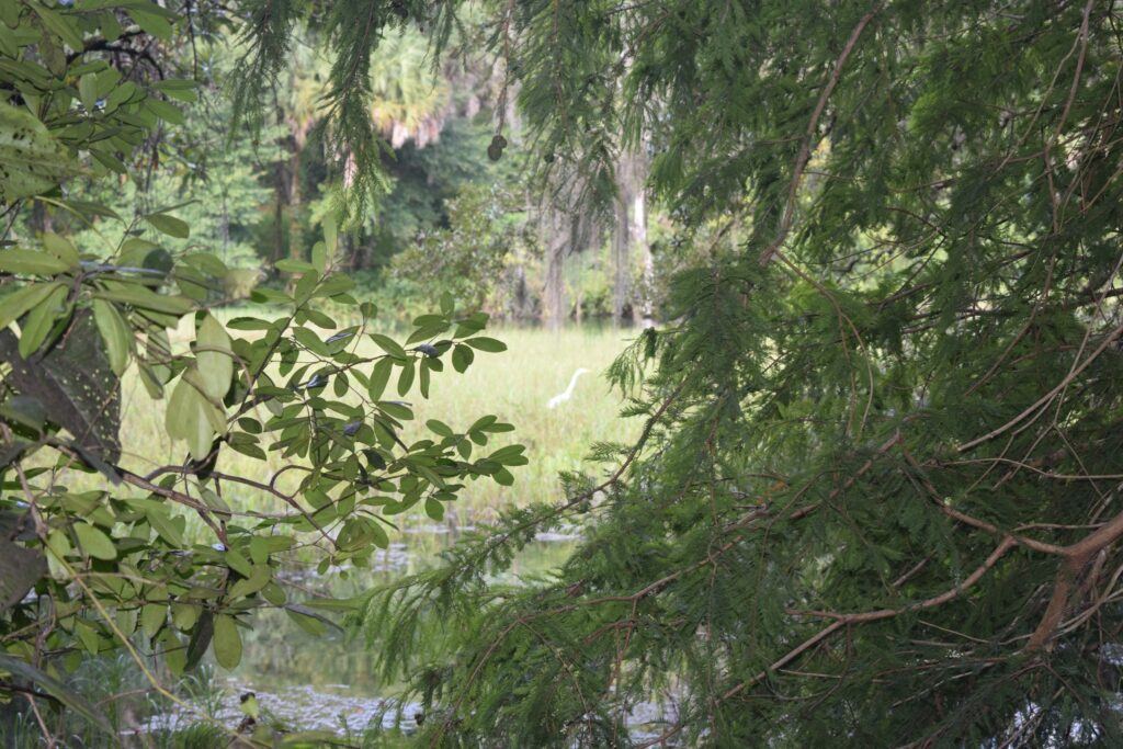 Wooded wetland landscape near the former Juliette Ghost Town at Rainbow Springs State Park