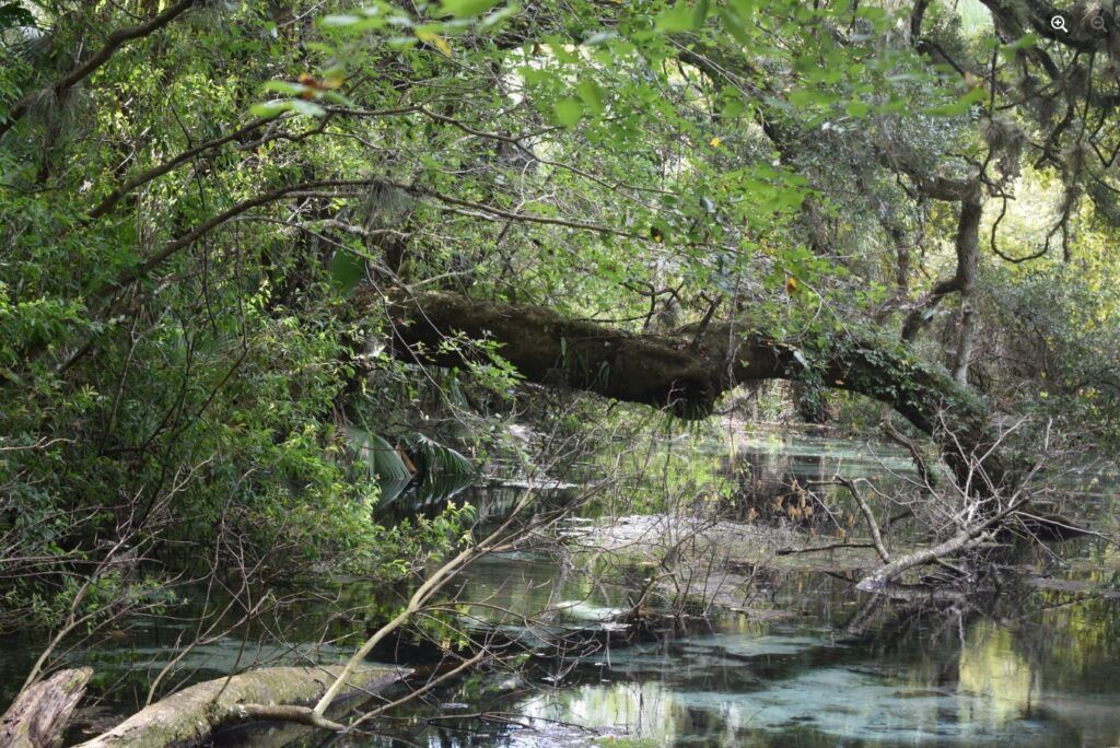 Clear spring water flowing beneath fallen trees at Rainbow Springs State Park in Florida