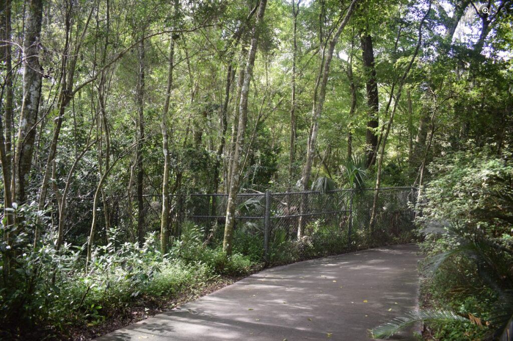 Wooded landscape along a trail at Rainbow Springs State Park near the former Juliette townsite