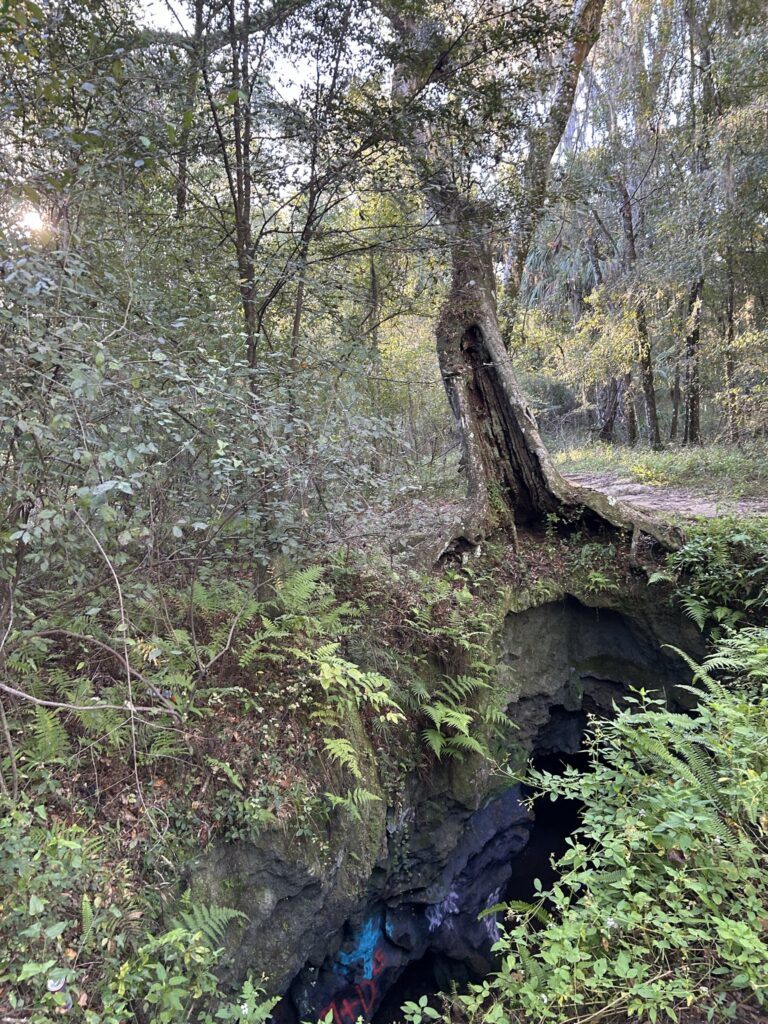 Fern-draped sinkhole opening of Dames Cave.