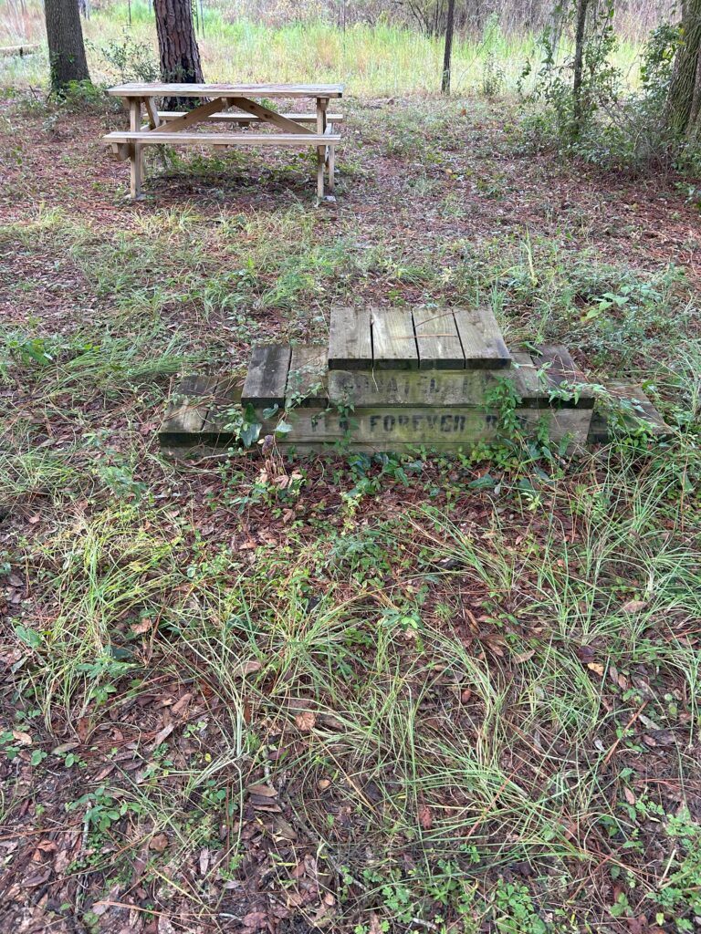 Overgrown path through pine forest leading to Mannfield Pond, Florida.