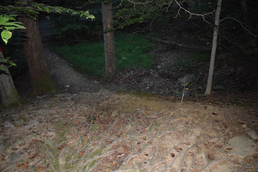 Forest trail at Scott’s Run Nature Preserve, lined with exposed roots beneath tall hardwood trees.