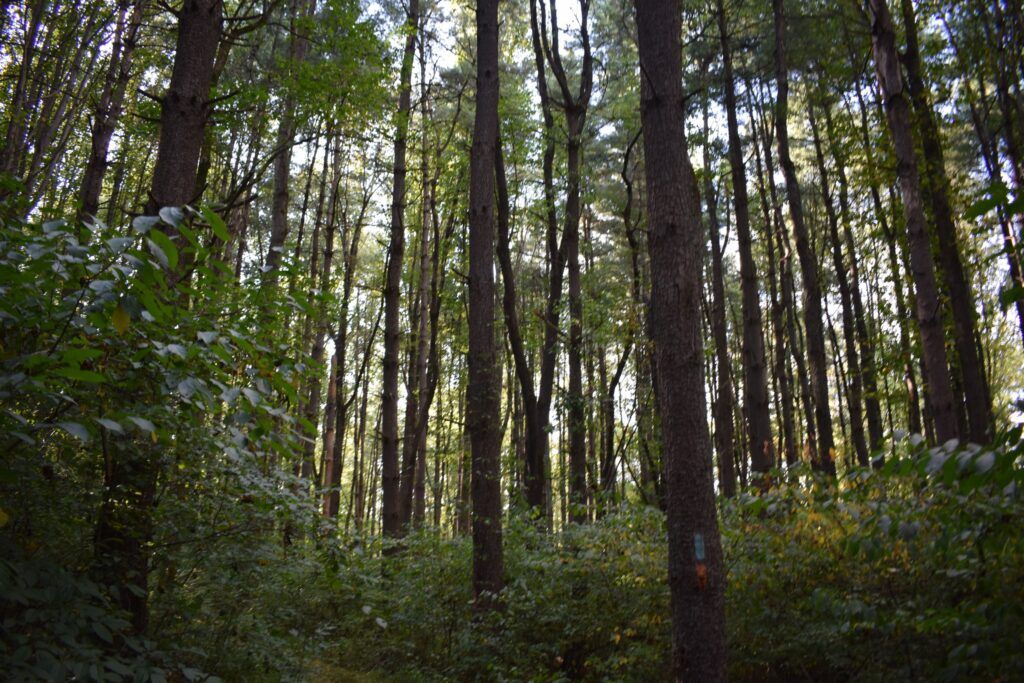 The woods within Seneca Creek State Park near Black Rock Mill.