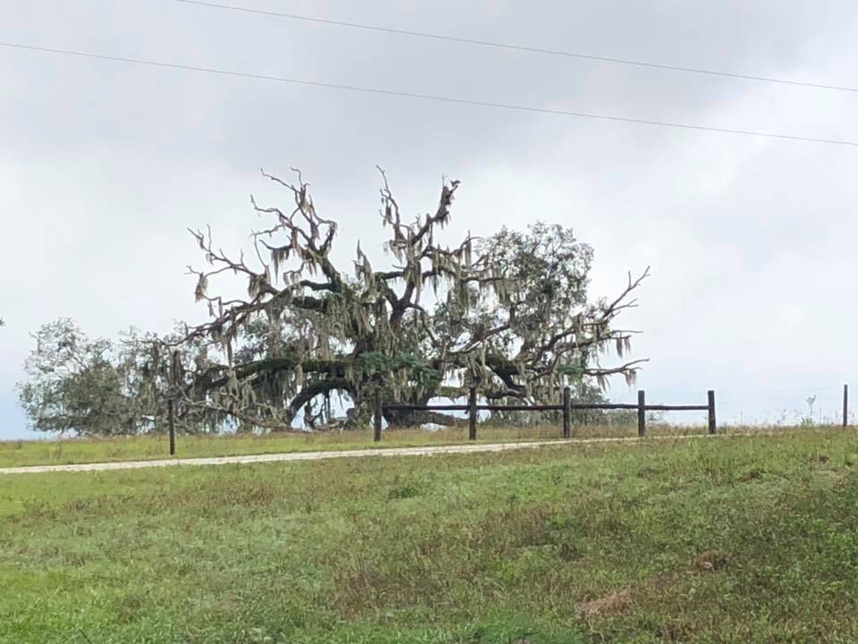 Live Oak Tree in the distance from the Withlachoochee trail near Oriole Ghost Town