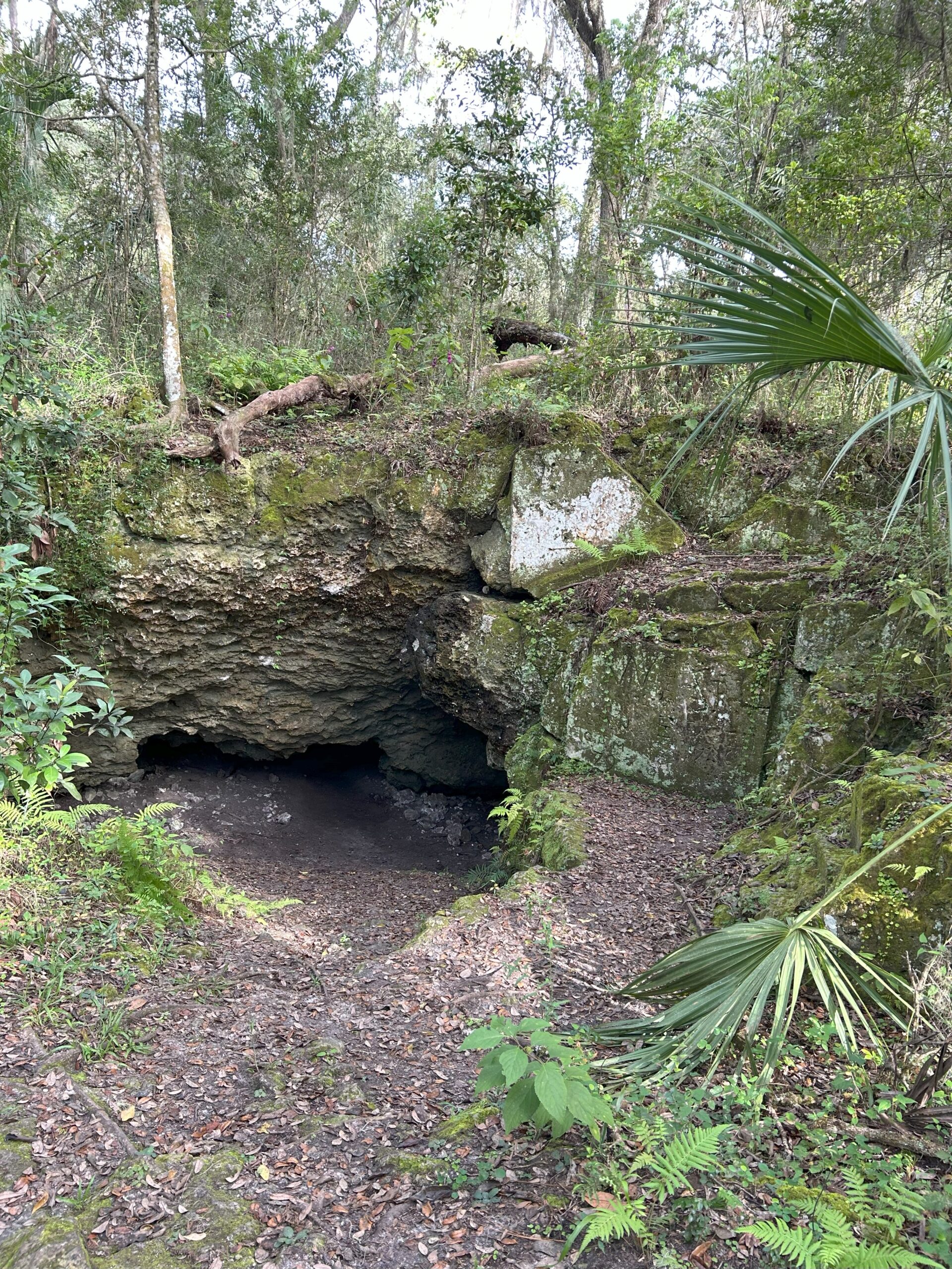 Entrance of Jeep Cave framed by roots and limestone in the Withlacoochee Forest.