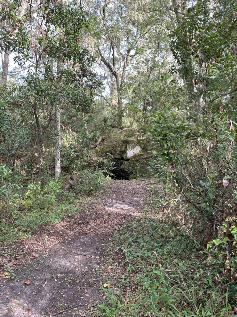Forest trail leading to Jeep Cave, Withlacoochee State Forest.