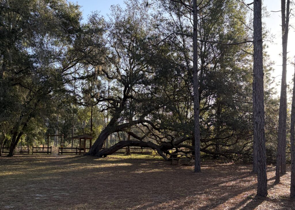 Oak trees draped with Spanish moss overlooking the reclaimed landscape of Oriole Ghost Town in Florida, where nature has overtaken a former mining settlement.