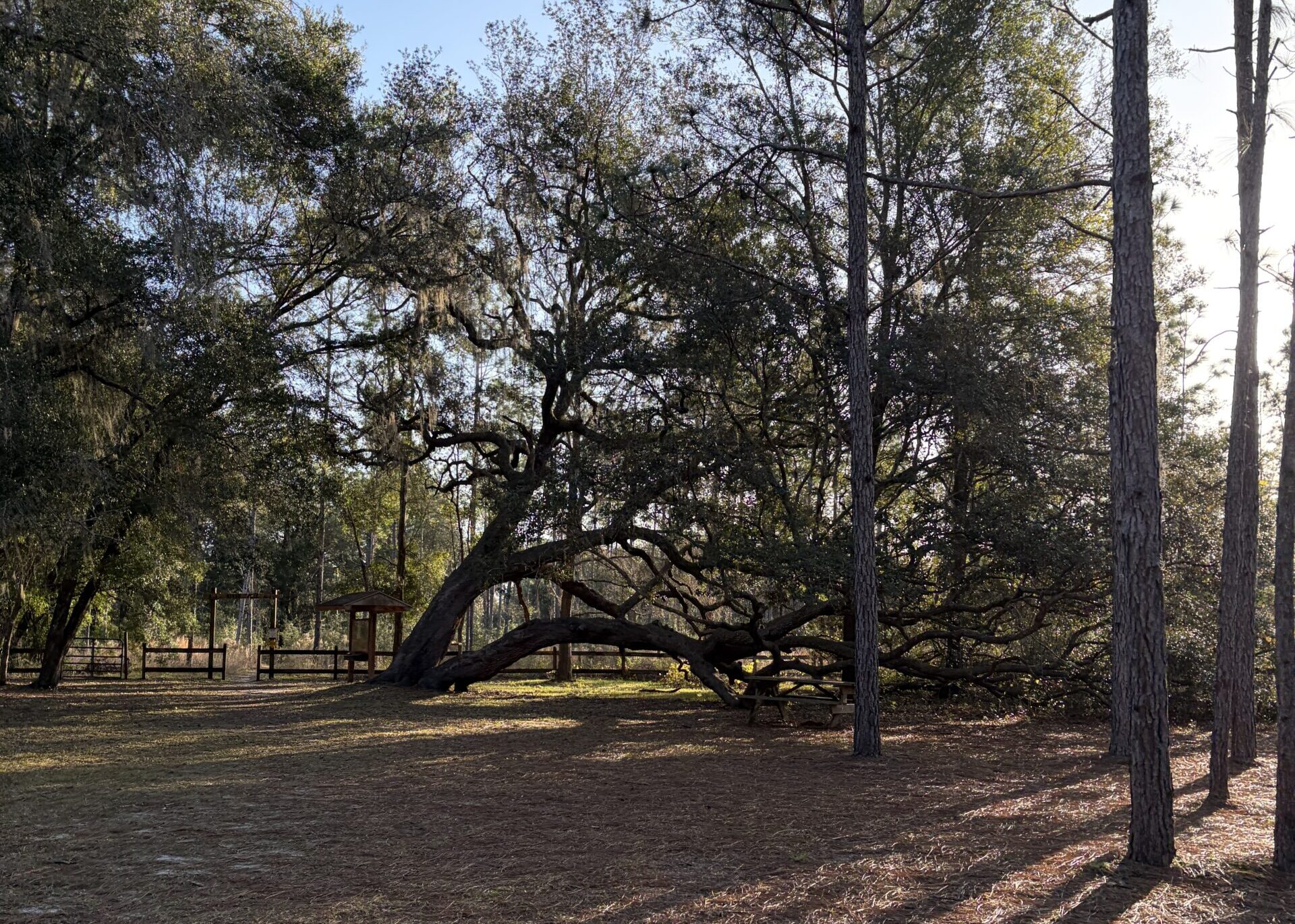 Oak trees draped with Spanish moss overlooking the reclaimed landscape of Oriole Ghost Town in Florida, where nature has overtaken a former mining settlement.