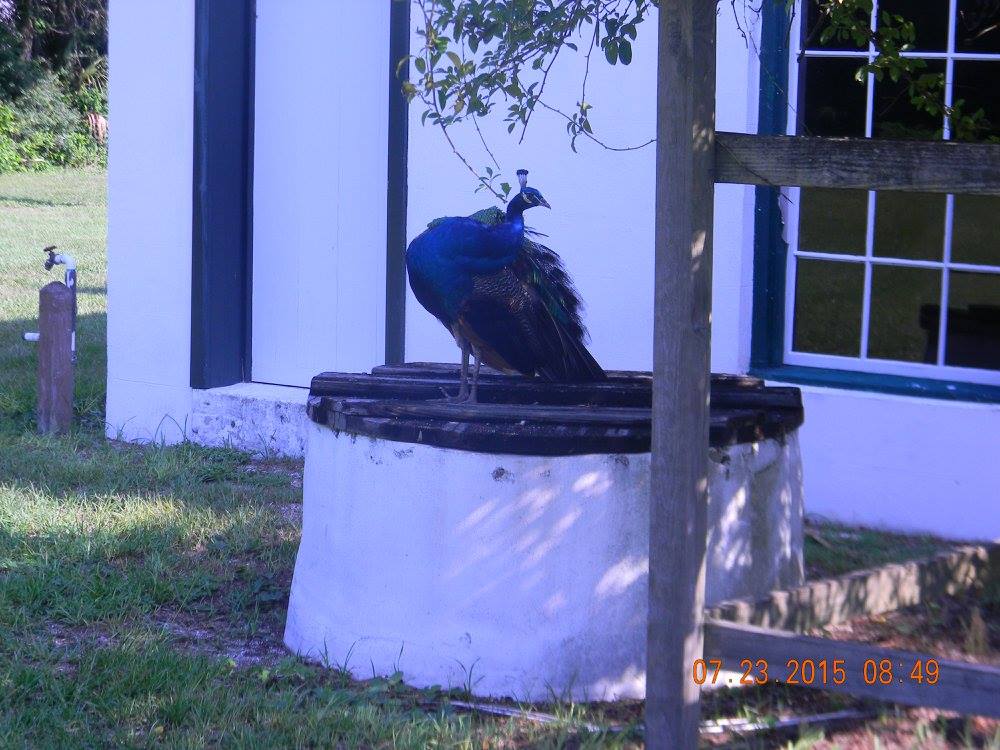 A peacock rests atop a small well near a historic white building at Kingsley Plantation, adding a moment of stillness and unexpected presence to the grounds.