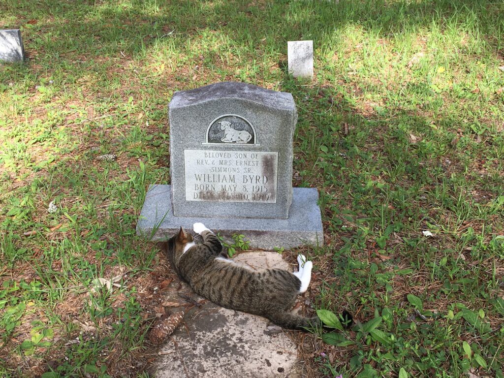 Tabby cat lying on the ground at the base of a child’s headstone for William Byrd (1915–1919) in McGeachy Cemetery, with the engraved marker visible behind the resting cat and grass and scattered leaves surrounding the grave.