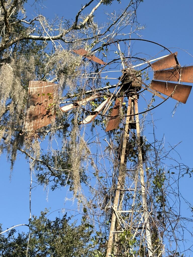 Rusting metal windmill rising above oak branches and Spanish moss at the site of Oriole Ghost Town in Hernando County, Florida, marking a former ranching landscape after the town’s decline.