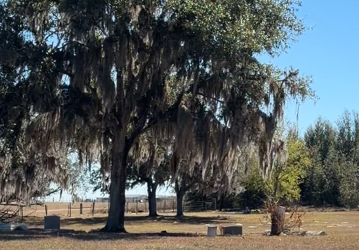Spanish moss hanging from oak trees over scattered headstones at Twin Lakes Cemetery in Brooksville, Florida, with open pastureland visible beyond the burial ground.