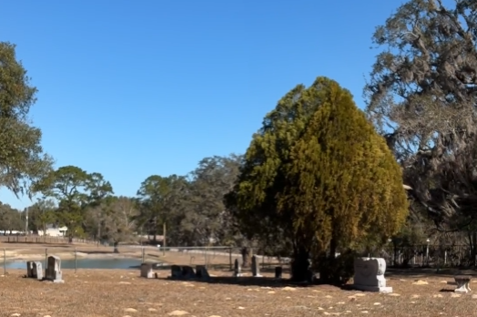 Gravestones and a large cedar tree at Loyce Cemetery in Pasco County, Florida under a clear blue sky.