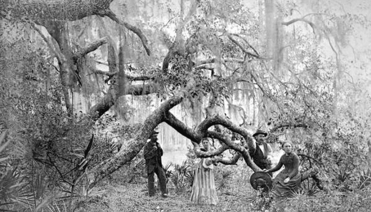 Historic black-and-white photograph of people gathered beneath a large, sprawling oak tree along the Withlacoochee River in Florida, illustrating everyday life in a wooded river landscape during the late 19th or early 20th century.