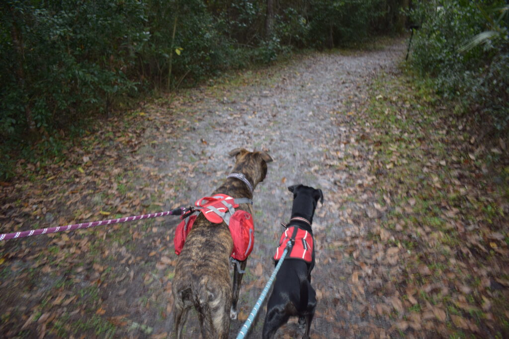 Two dogs on leashes walking along a wooded trail at Fort Cooper State Park in Florida during a first visit
