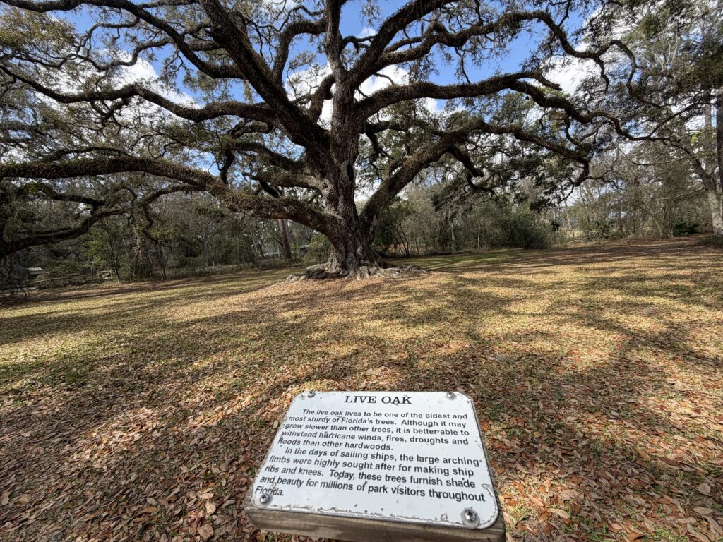 Large live oak tree at Dade Battlefield Historic State Park, sometimes referred to as the battlefield’s witness tree.
