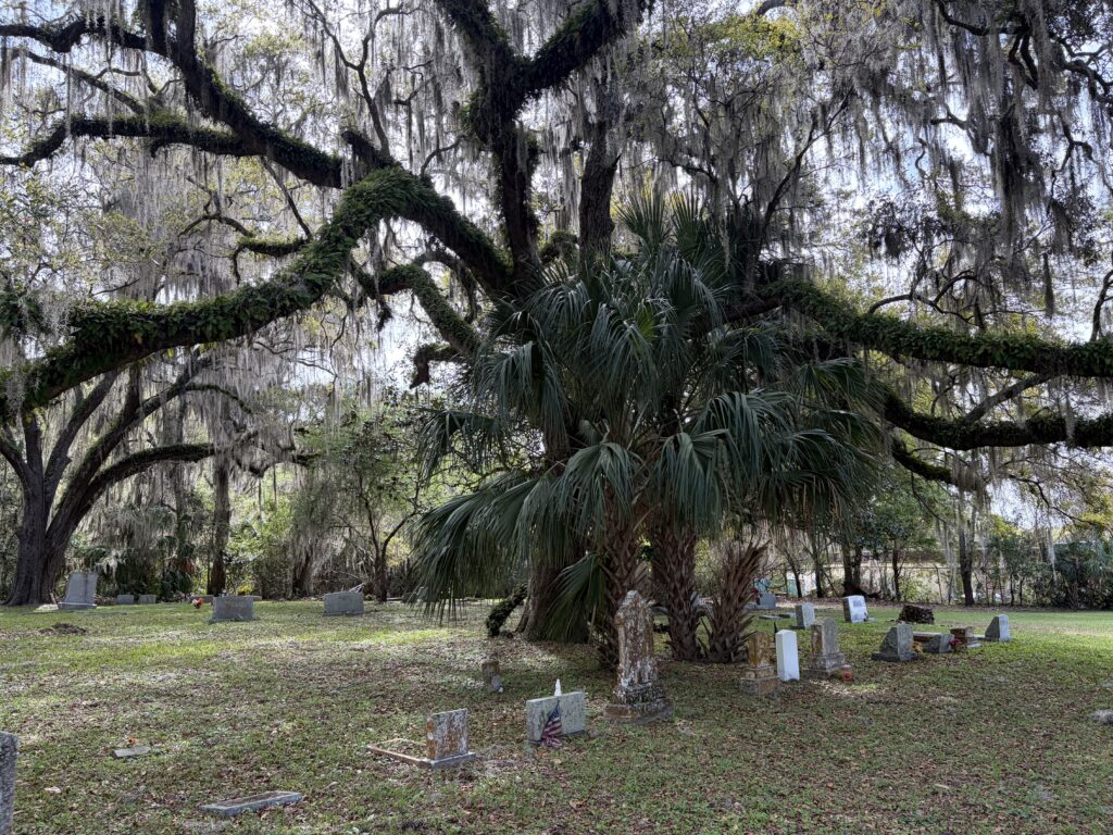 Weathered gravestones in Dampier Cemetery beneath sprawling live oak branches and palmetto palms, reflecting the harsh realities of early Florida frontier life.