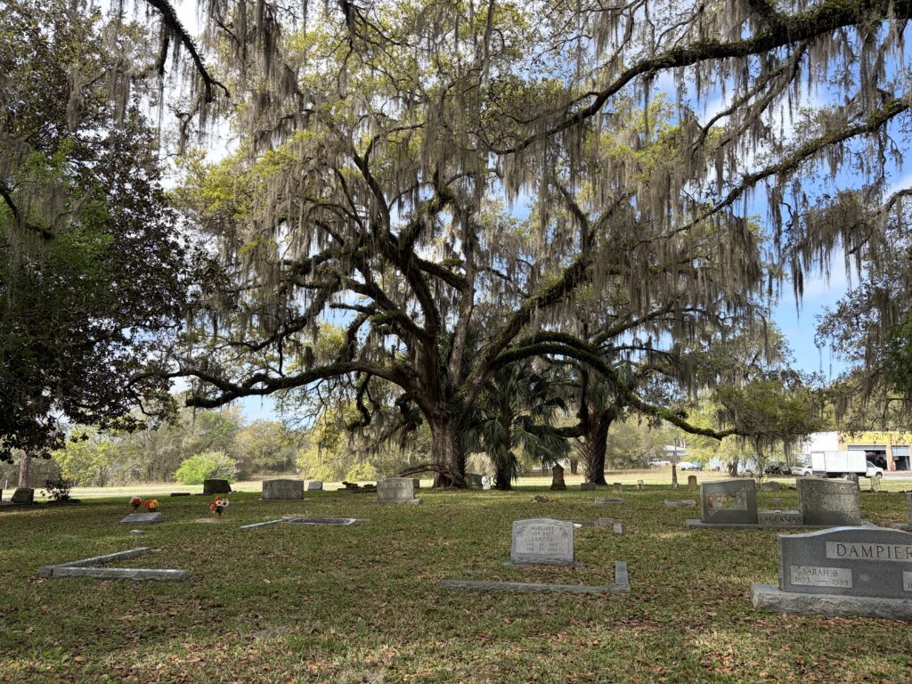 Massive live oak tree draped in Spanish moss towering over Dampier Cemetery in Inverness, Florida, a living witness to generations of history.