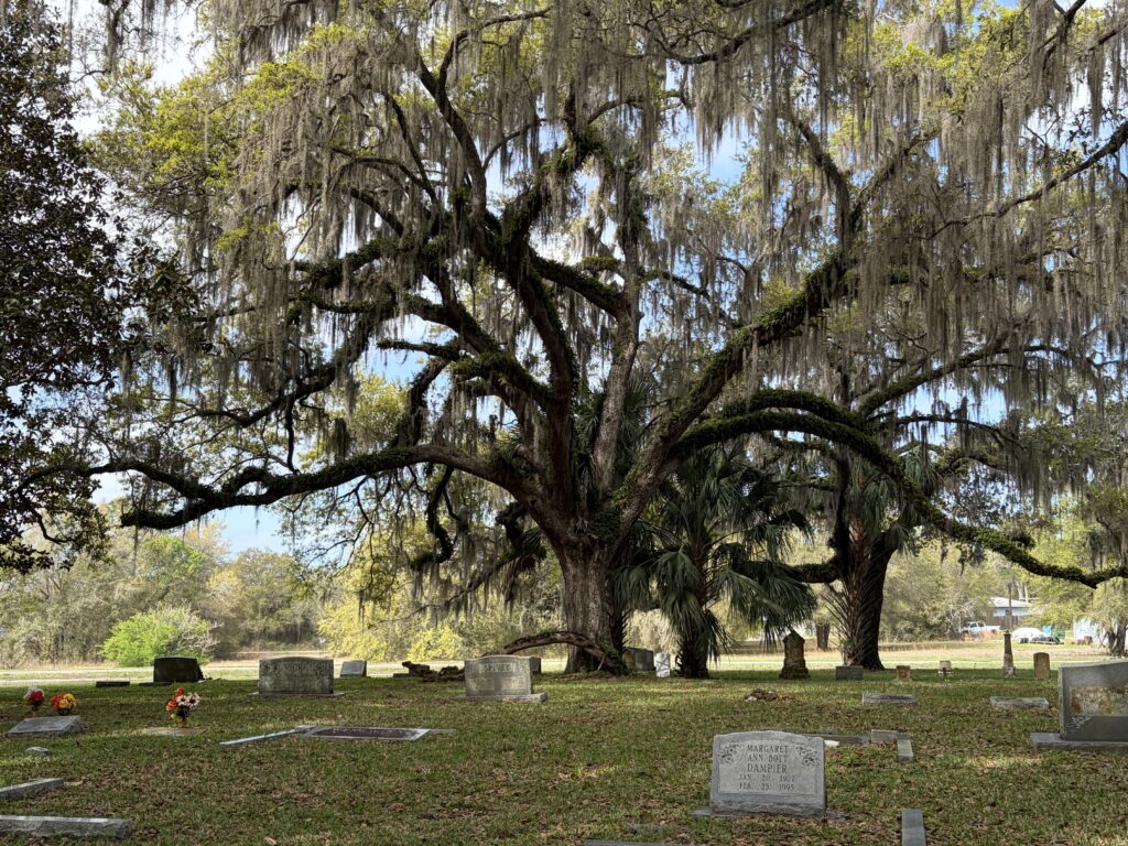 Historic Dampier Cemetery in Inverness, Florida beneath a large live oak tree draped in Spanish moss, with scattered pioneer gravestones in a quiet rural setting.