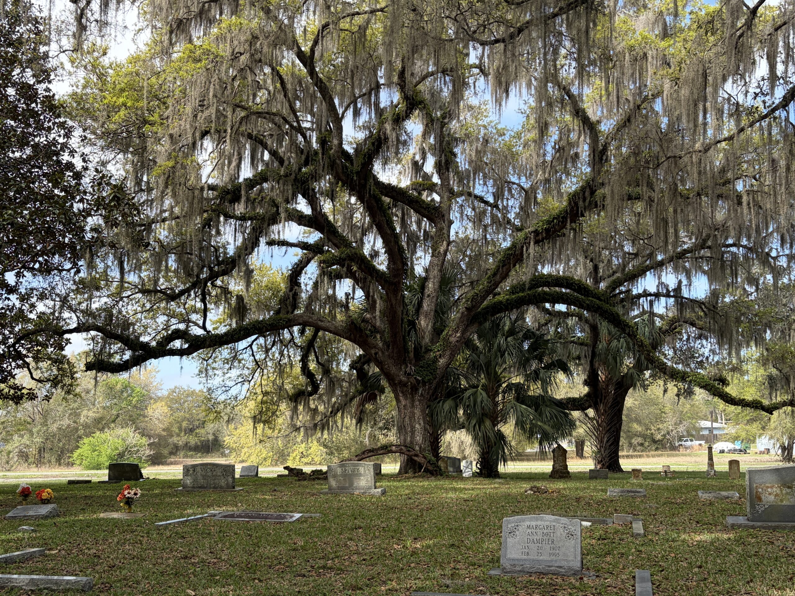 Historic Dampier Cemetery in Inverness, Florida beneath a large live oak tree draped in Spanish moss, with scattered pioneer gravestones in a quiet rural setting.
