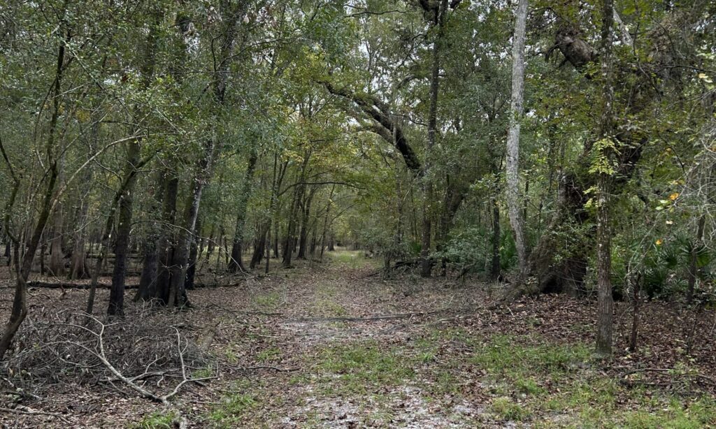 Abandoned roadway through forest at Croom ghost town, a wide and level path once used for travel now reclaimed by trees