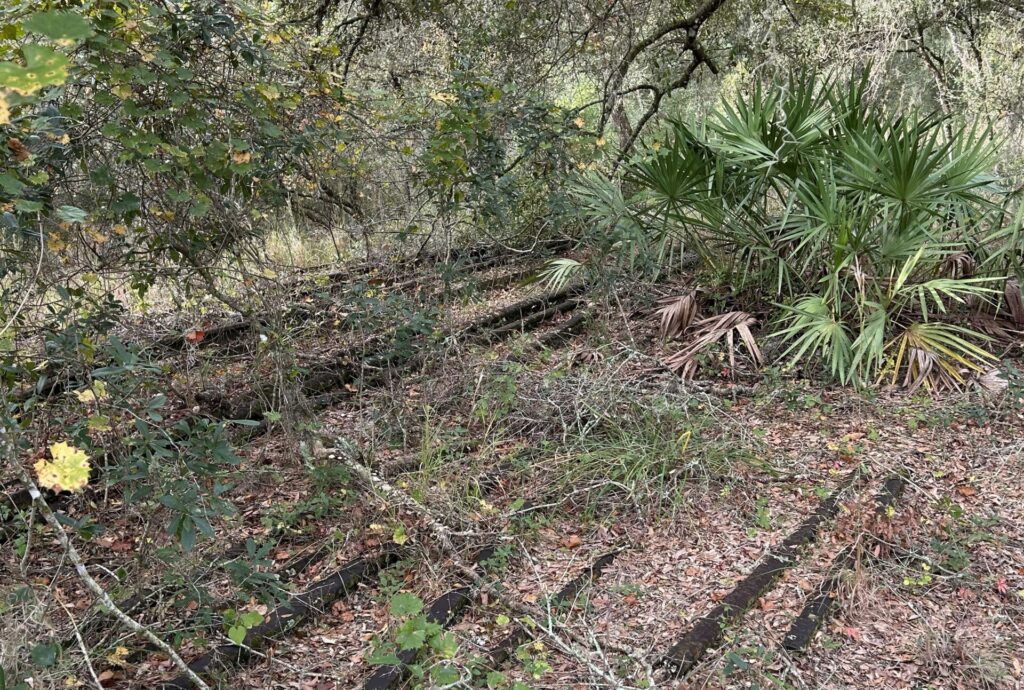 Overgrown railbed remains at Croom ghost town in Withlacoochee State Forest, with old wooden ties partially buried beneath leaves and palmetto