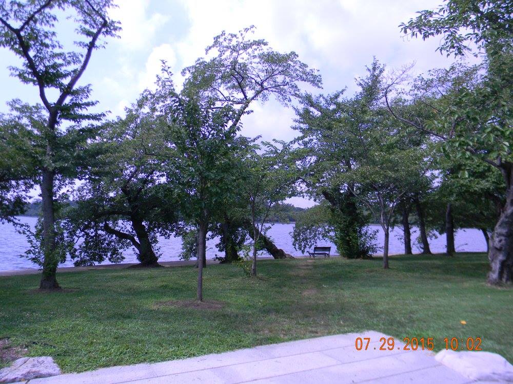 Cherry trees lining the Tidal Basin during summer, long after the famous spring blossoms have faded.
