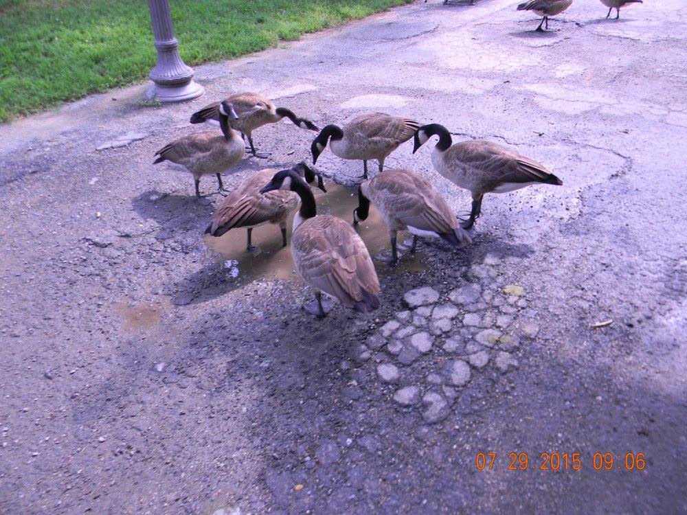 A group of Canada geese gathered around a puddle on a cracked pathway near Constitution Gardens in Washington, D.C.