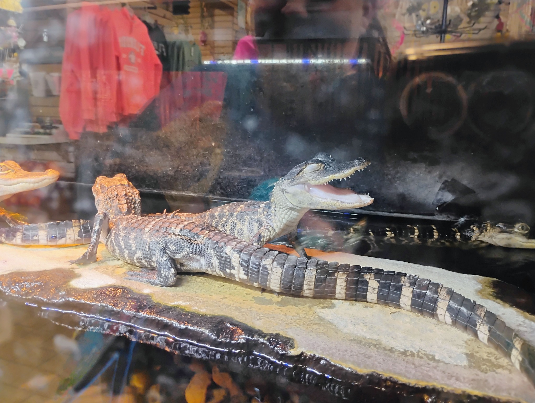 Baby alligator resting on a rock inside a display tank at a Florida Citrus Center roadside attraction.