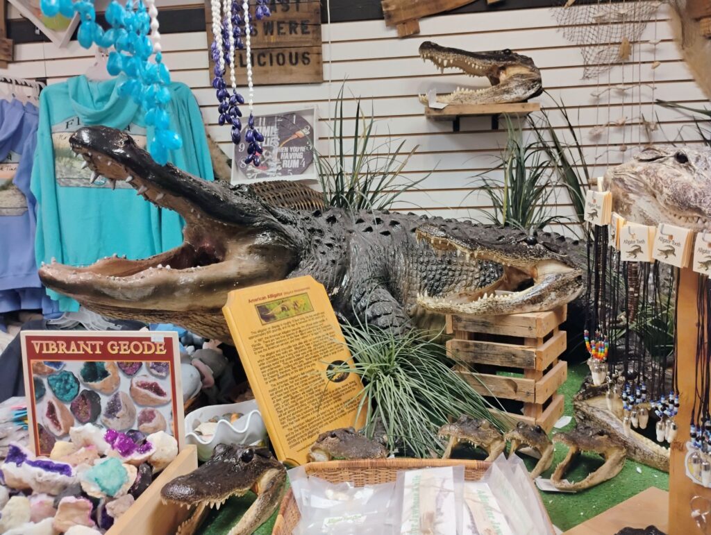 Display of preserved alligators, alligator heads, teeth necklaces, and Florida souvenirs inside a roadside Citrus Center gift shop in Florida.Display of preserved alligators, alligator heads, teeth necklaces, and Florida souvenirs inside a roadside Citrus Center gift shop in Florida.