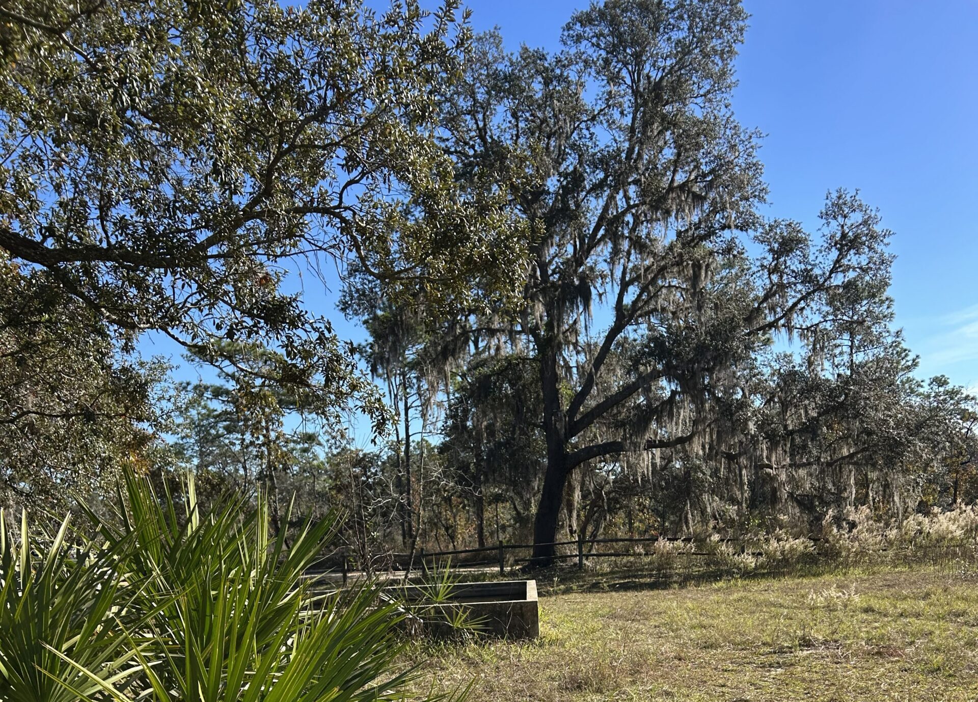 A grassy clearing in the Florida wilderness featuring a square concrete structure beneath a sprawling oak tree draped in Spanish moss, with palmettos in the foreground and bright blue skies overhead near the site of Bridgers Ghost Town.