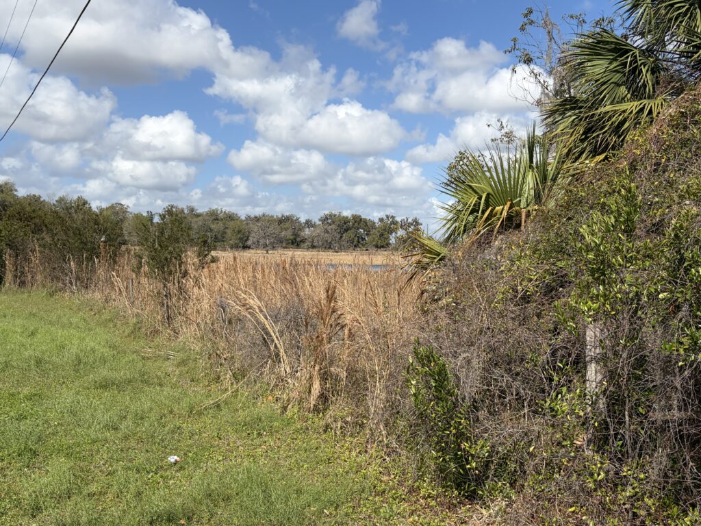Open Florida grassland and marsh near the former site of Fort Armstrong, with tall dry grasses, palmettos, and distant oak trees beneath a bright sky filled with scattered clouds.