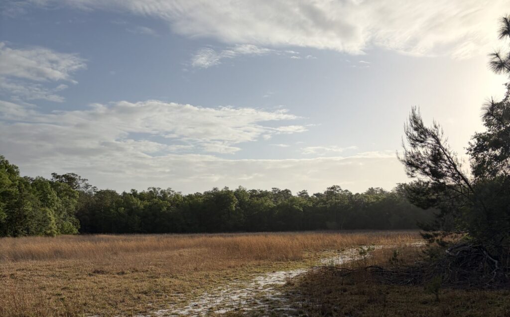 A sandy trail curves through an open grassy clearing beneath dramatic Florida skies, bordered by dense forest near the remote site of Bridgers Ghost Town in the Withlacoochee State Forest.