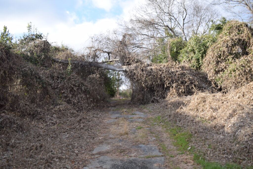 An overgrown roadway disappearing beneath fallen trees and vines near the abandoned Scott State Prison in Milledgeville, Georgia.