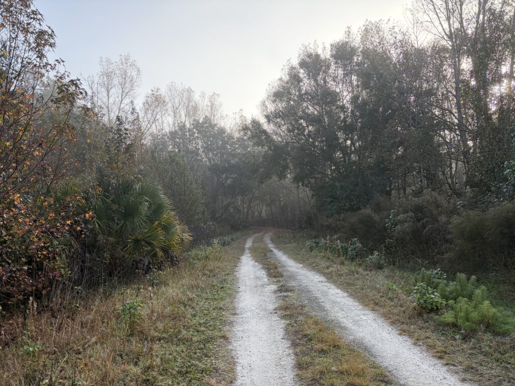 A quiet sandy trail winds through the pine forest at Rock Springs Run State Reserve, leading visitors toward the historic site of Ethel Ghost Town in Central Florida.