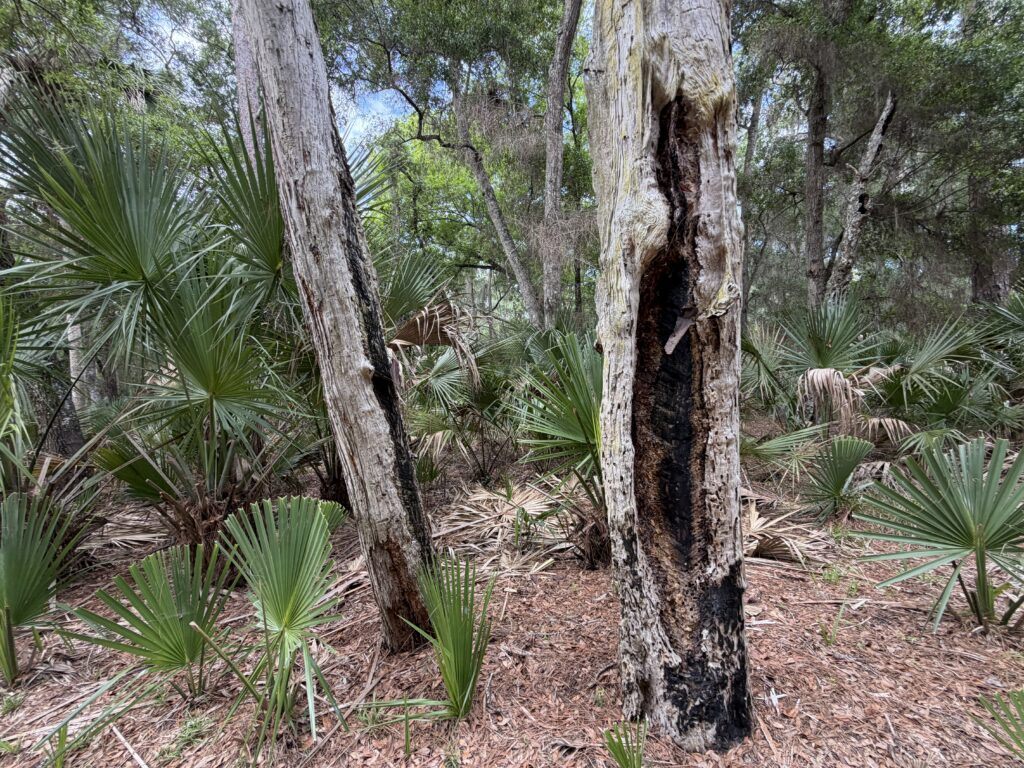 A historic catface pine tree with an old metal turpentine collection bracket still attached along the trail at Bulow Plantation Ruins Historic State Park.