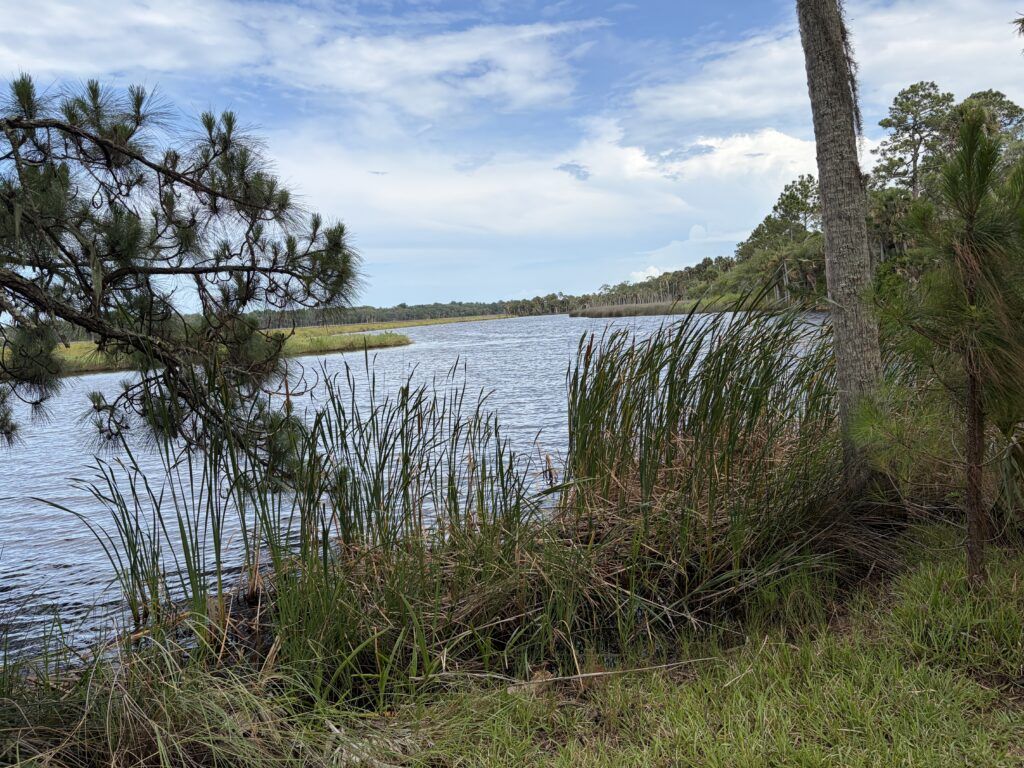 A peaceful view of Bulow Creek bordered by marsh grasses and pine trees at Bulow Plantation Ruins Historic State Park in Flagler Beach, Florida.
