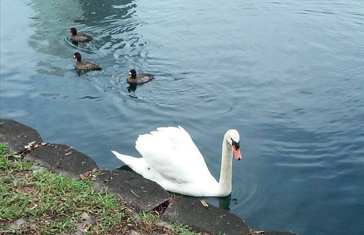 A white Mute Swan swims along the shoreline of Lake Eola Park in Orlando, Florida, while three ducks paddle across the water behind it.