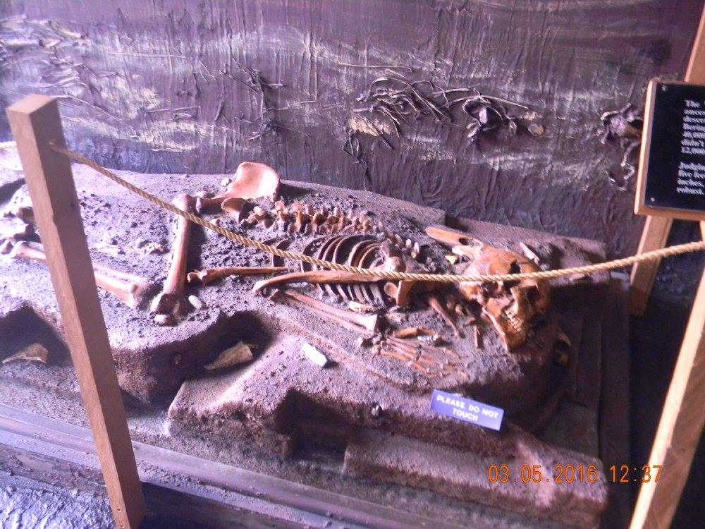 Recreated Windover archaeological burial exhibit at the Brevard Museum of History and Natural Science showing prehistoric human remains discovered in a 7,000-year-old Florida peat bog.