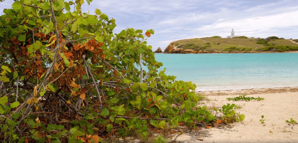 Natural vegetation frames Playa Sucia with turquoise water and Los Morrillos Lighthouse in the distance in Cabo Rojo, Puerto Rico.
