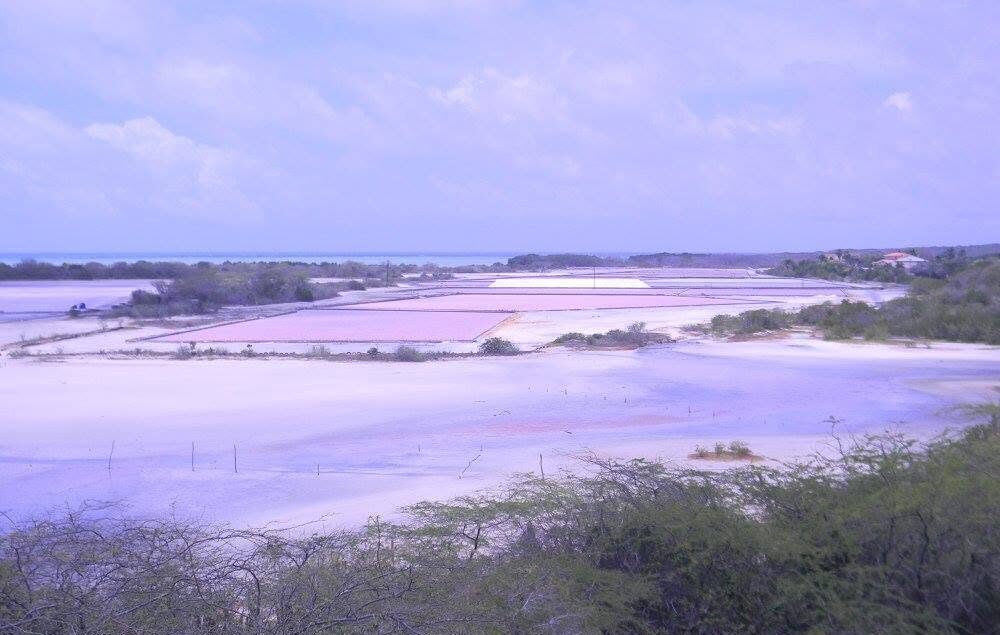 A panoramic view of the pink evaporation ponds at the Cabo Rojo Salt Flats in southwestern Puerto Rico, with white salt beds, coastal vegetation, and the Caribbean Sea visible in the distance.