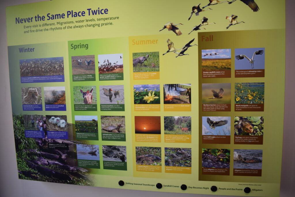 Visitor Center exhibit showing seasonal wildlife at Paynes Prairie Preserve State Park, including birds, alligators, turtles, deer, and other animals.