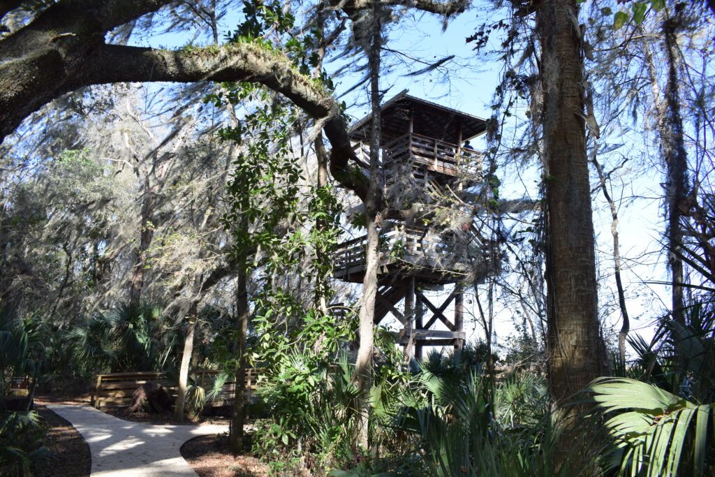 Wooden observation tower rising through oak trees and Spanish moss at Paynes Prairie Preserve State Park in Florida.