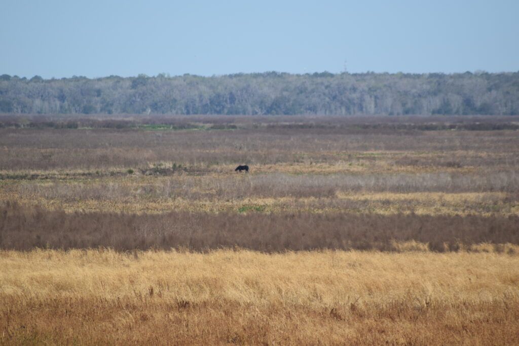 Wild horse grazing in the distance across the open prairie at Paynes Prairie Preserve State Park in Florida.