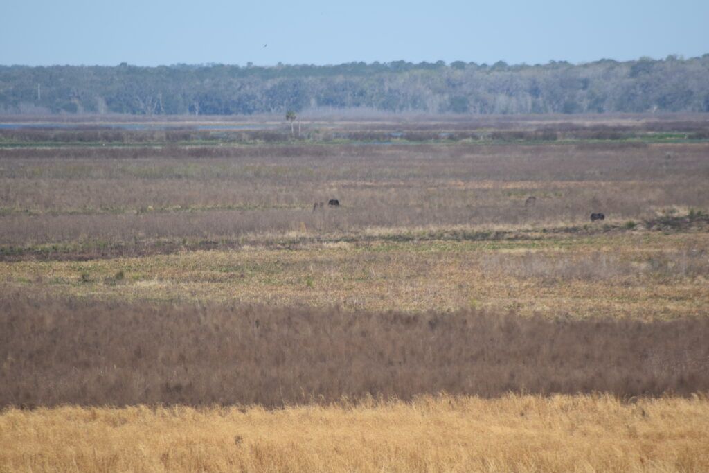 Distant wild horses grazing across the expansive grasslands and wetlands of Paynes Prairie Preserve State Park in Florida.