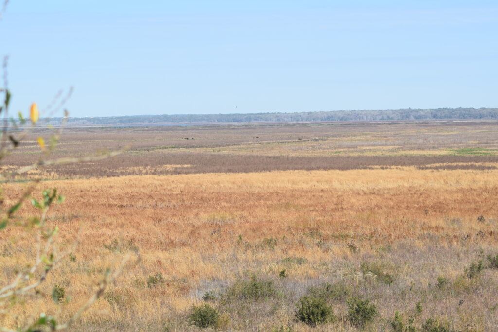Distant wild horses grazing across the open grasslands of Paynes Prairie Preserve State Park in Florida.