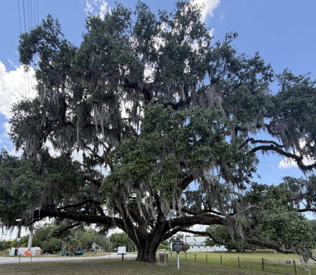 Massive centuries-old live oak draped in Spanish moss standing beside historical markers at the Birthplace of Volusia County in Volusia, Florida.