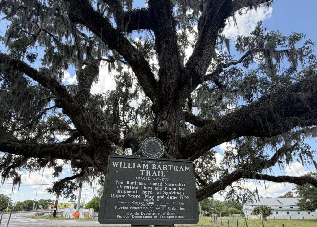 William Bartram Trail historical marker standing beneath a massive moss-draped live oak near the site of Spalding's Upper Store in Volusia, Florida.