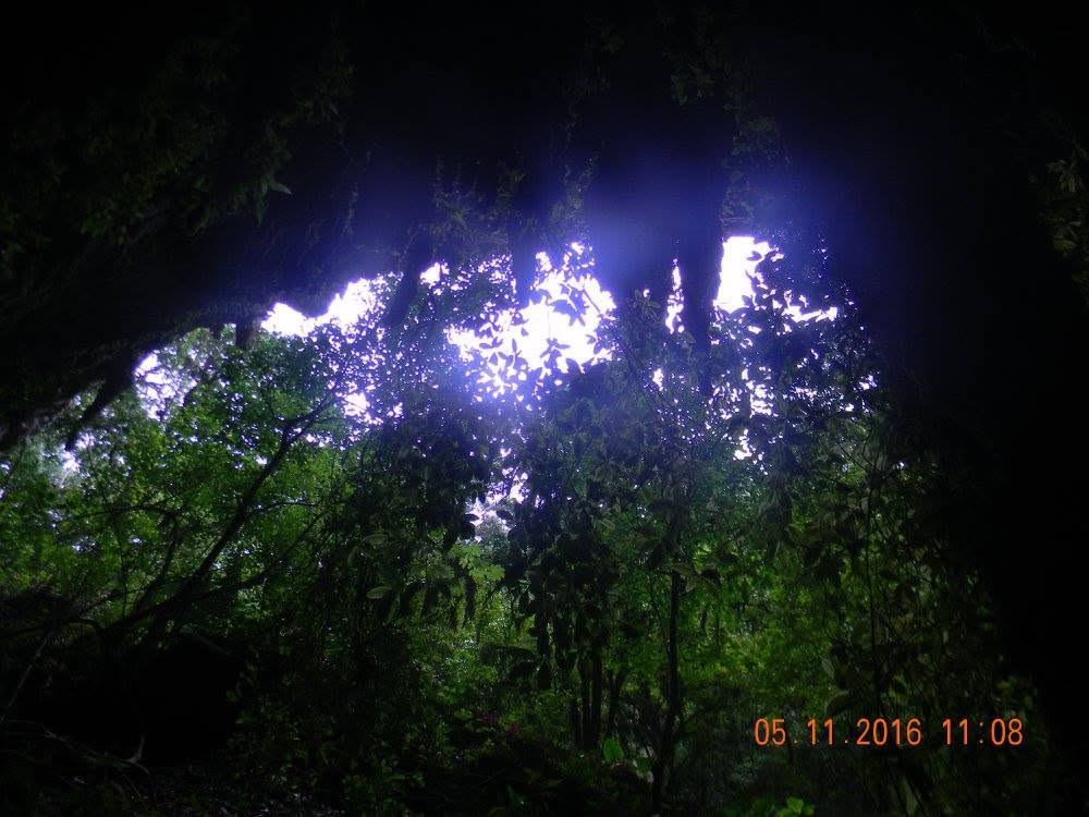 View from inside the Río Camuy Caves looking up toward tropical forest and daylight in Puerto Rico.